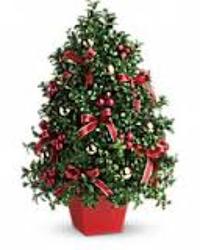 Boxwood Tree from Clifford's where roses are our specialty